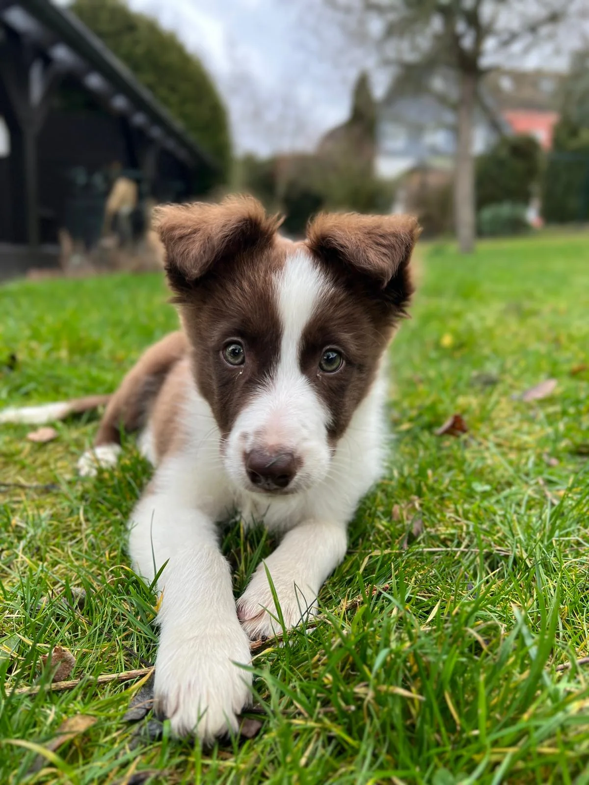 Border Collie en Malaga