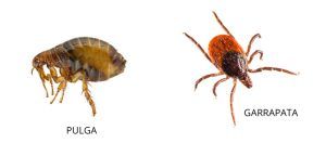 BLOG 3 pulgas garrapatas urbion